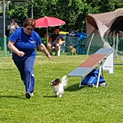 SGSV Agility Landesmeisterschaft 2019